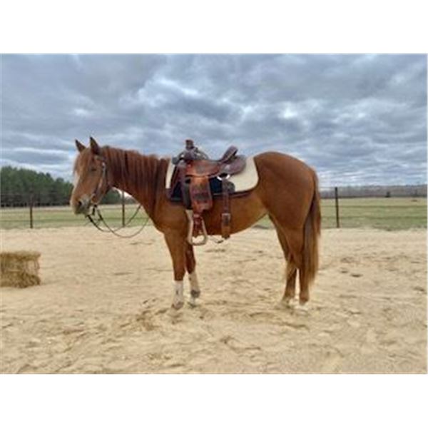 “Dolly” 3 year old Filly