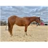 Image 4 : “Dolly” 3 year old Filly