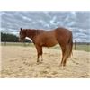 Image 5 : “Dolly” 3 year old Filly
