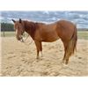 Image 6 : “Dolly” 3 year old Filly