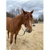 Image 7 : “Dolly” 3 year old Filly