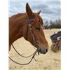 Image 8 : “Dolly” 3 year old Filly