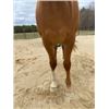 Image 9 : “Dolly” 3 year old Filly