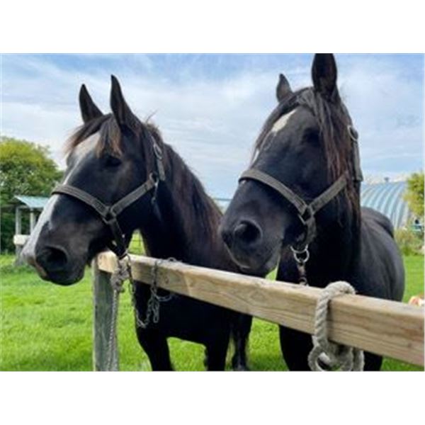 Percheron Team