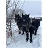 Image 2 : Percheron Team