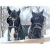 Image 3 : Percheron Team