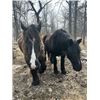 Image 4 : Percheron Team