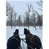 Image 5 : Percheron Team