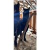 Image 7 : Percheron Team