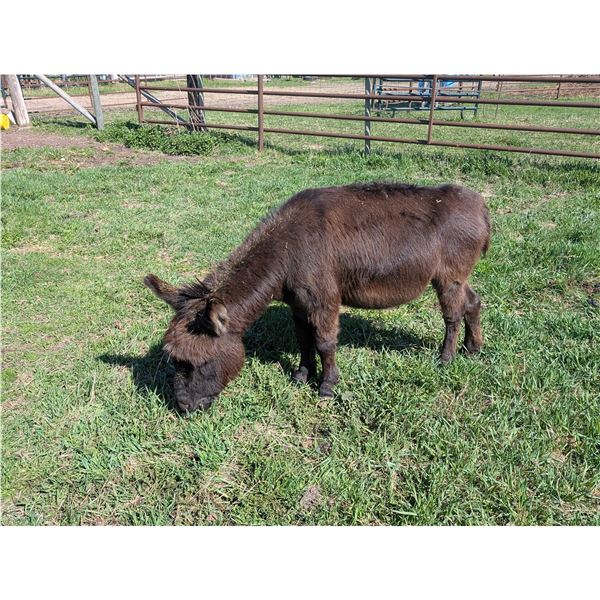 “Boomer” Miniature Donkey Jack