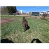 Image 2 : “Boomer” Miniature Donkey Jack