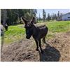 Image 3 : “Boomer” Miniature Donkey Jack
