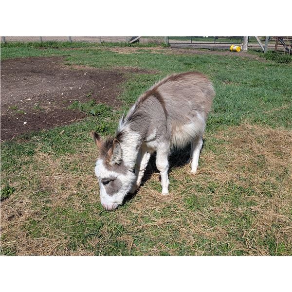 “Nelson” Miniature Donkey Jack