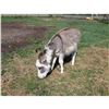 Image 1 : “Nelson” Miniature Donkey Jack