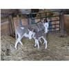 Image 2 : “Nelson” Miniature Donkey Jack