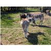 Image 4 : “Nelson” Miniature Donkey Jack