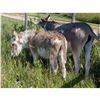Image 5 : “Nelson” Miniature Donkey Jack