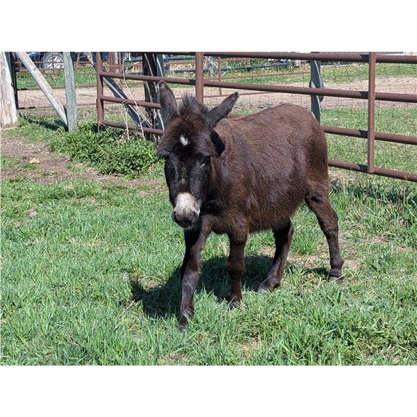 “Gizzy” Miniature Donkey Jennette