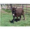 Image 1 : “Gizzy” Miniature Donkey Jennette