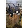 Image 2 : “Gizzy” Miniature Donkey Jennette