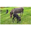 Image 3 : “Gizzy” Miniature Donkey Jennette