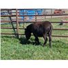 Image 4 : “Gizzy” Miniature Donkey Jennette