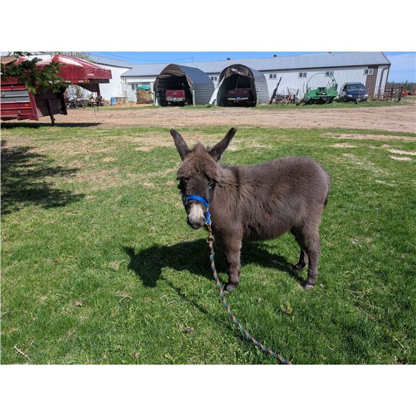 “Ziggy” Miniature Donkey Jenette