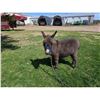Image 1 : “Ziggy” Miniature Donkey Jenette