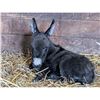 Image 3 : “Ziggy” Miniature Donkey Jenette