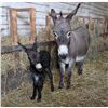 Image 4 : “Ziggy” Miniature Donkey Jenette