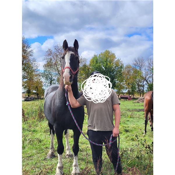 “Angus” 15 year old draft
