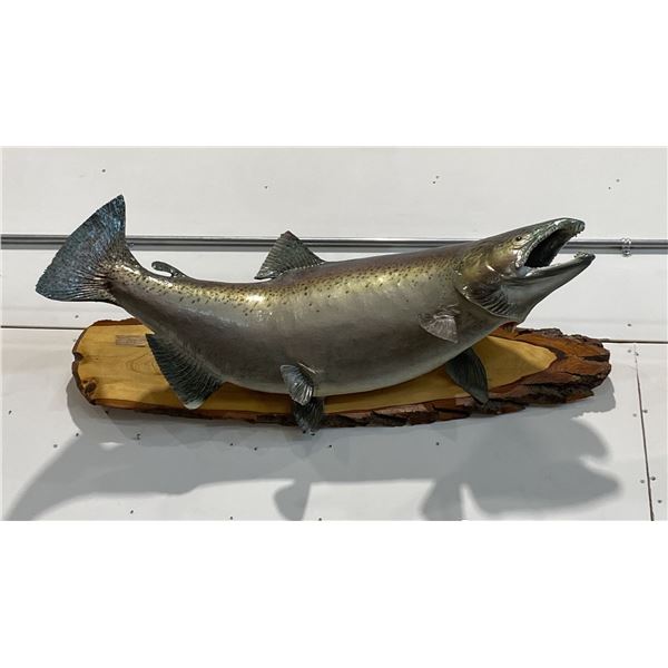 CHINOOK SALMON MOUNT ON NATURAL DRIFTWOOD BASE