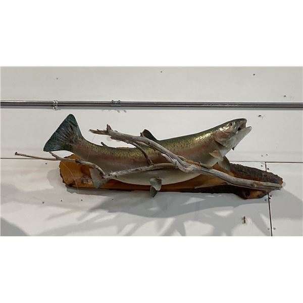 RAINBOW TROUT MOUNT ON NATURAL DRIFTWOOD BASE