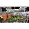 Image 3 : CONTENTS OF ROLLING RACK - ASSORTED PLANT POTS AND FAUX PLANTS