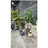 Image 2 : GROUP OF 3 ARTIFICIAL DECORATIVE TREES