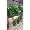 Image 2 : GROUP OF 4 ARTIFICIAL TREES/PLANTS