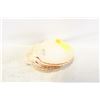 Image 1 : 6 LARGE NATURAL SCALLOP SHELLS