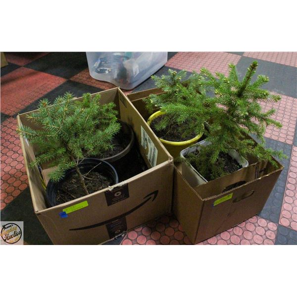 LOT OF 4 SPRUCE TREES 12" & TALLER