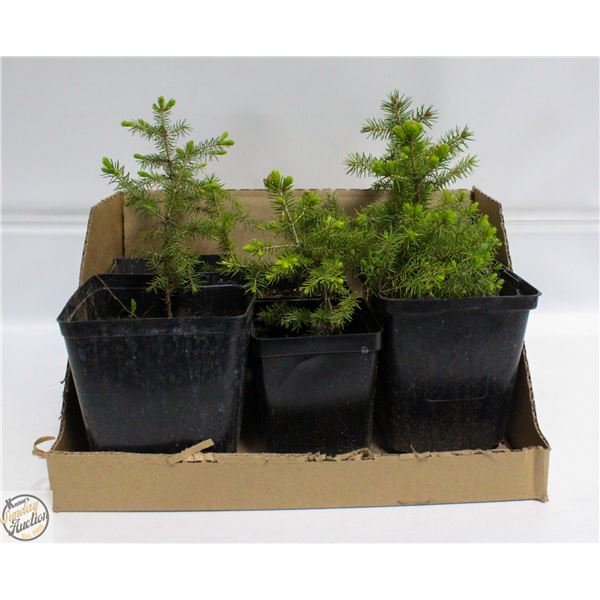 LOT OF 6 X 6" SPRUCE TREES