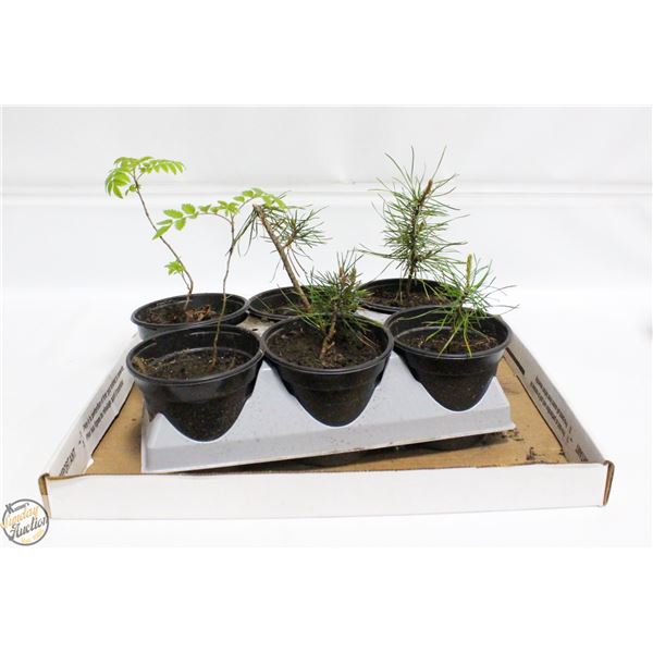 LOT OF 4 PINE TREES AND 2 MOUNTAIN ASH SEEDLINGS