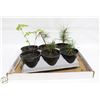Image 1 : LOT OF 4 PINE TREES AND 2 MOUNTAIN ASH SEEDLINGS