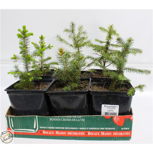 LOT OF 6 X 6" SPRUCE TREES