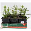 Image 1 : LOT OF 6 X 6" SPRUCE TREES
