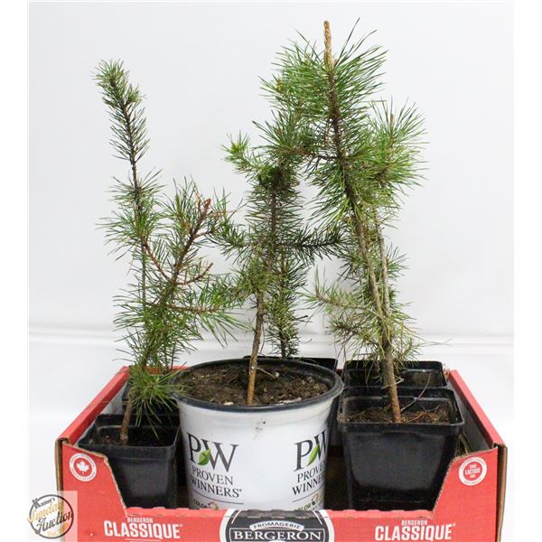 LOT OF 6 PINE TREES