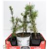 Image 1 : LOT OF 6 PINE TREES