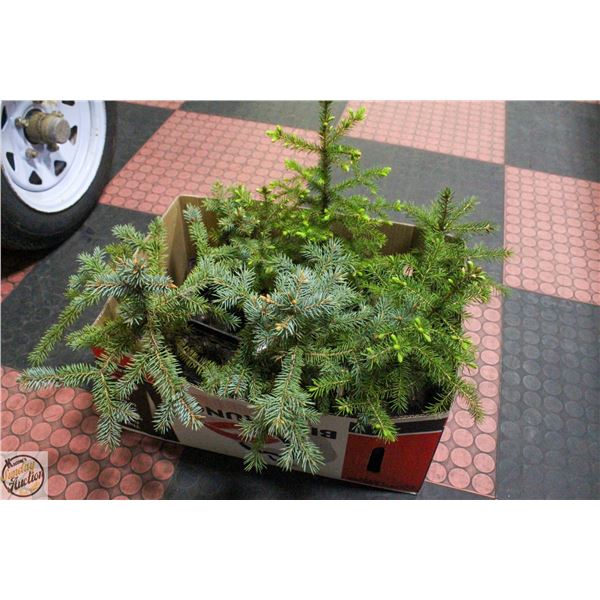 LOT OF 6 X 12" SPRUCE TREES