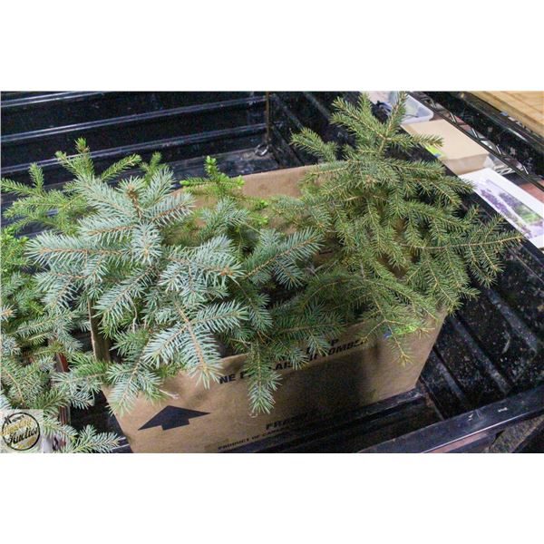 LOT OF 4 SPRUCE TREES 12" & TALLER