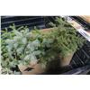 Image 1 : LOT OF 4 SPRUCE TREES 12" & TALLER