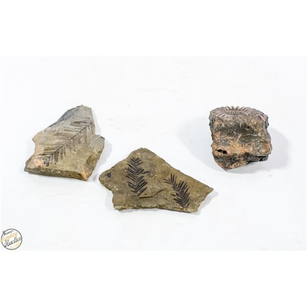 GENUINE COLLECTABLE SPECIMENS