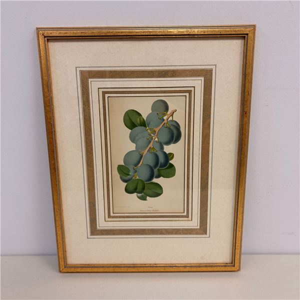 J. L. Macfarlane (British, 1836-1913) Botanical Lithograph Illustration, Rivers Blue Prolific Plum